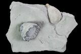 Eucalyptocrinus and Holocystites Fossil Plate - Indiana #106271-2